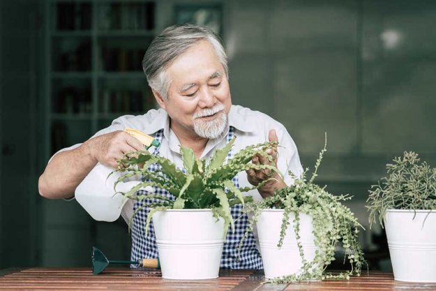 Senior man plant a tree at home Senior man plant a tree at home