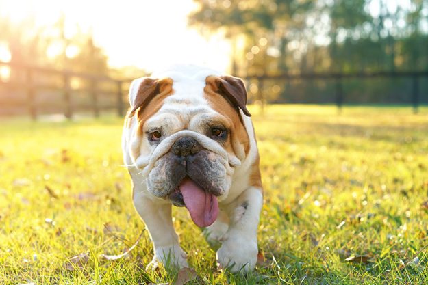 Purebred English bulldog dog canine pet walking towards viewer getting exercise outside Purebred English bulldog dog canine pet walking towards viewer getting exercise outside