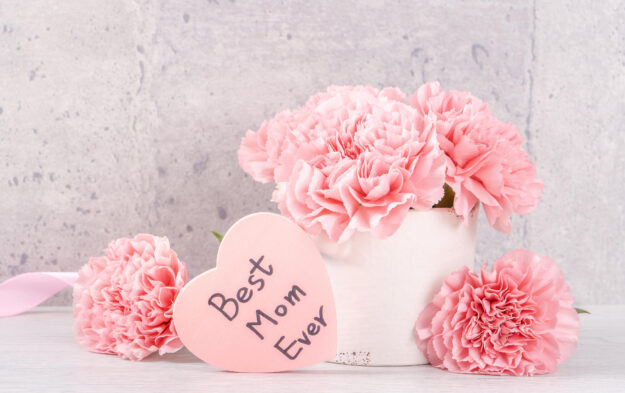 Mothers day handmade giftbox surprise wishes photography – Beautiful blooming carnations with pink ribbon box isolated on gray wallpaper design, close up, copy space